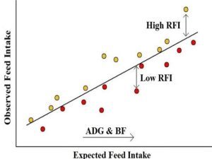 Residual Feed Intake