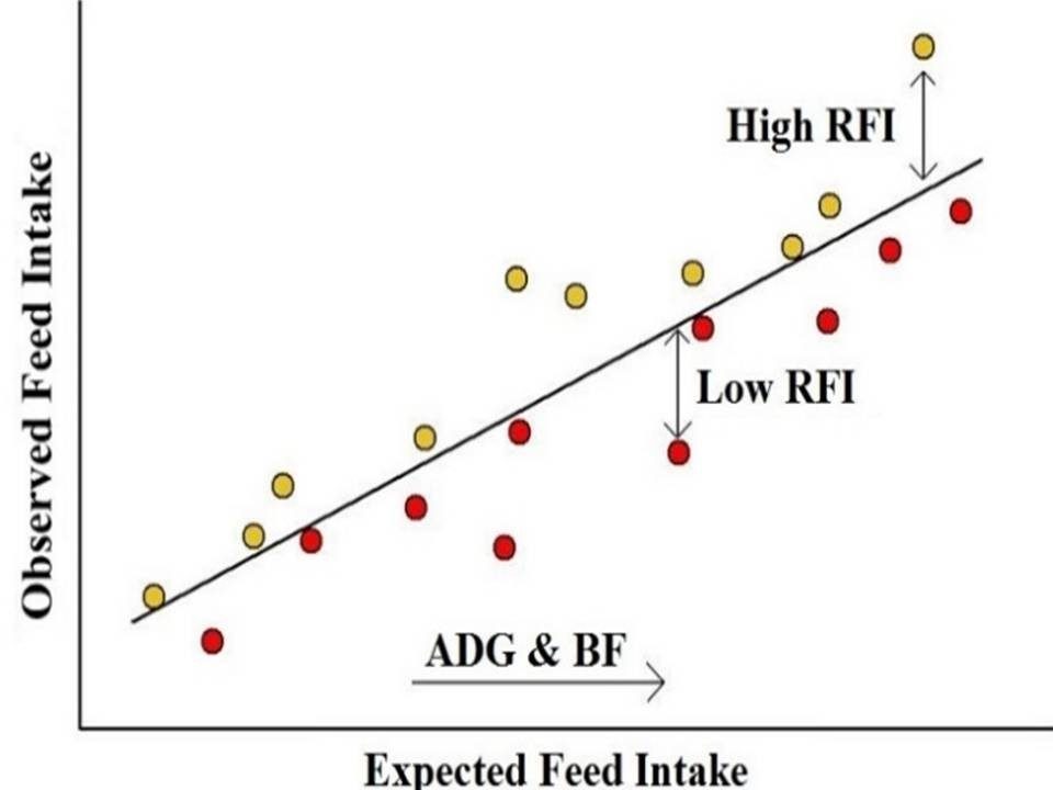 Residual Feed Intake