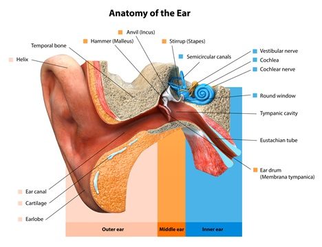 Signs of Ear Infection in Breastfed Baby